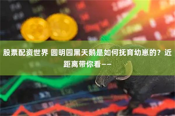 股票配资世界 圆明园黑天鹅是如何抚育幼崽的？近距离带你看——